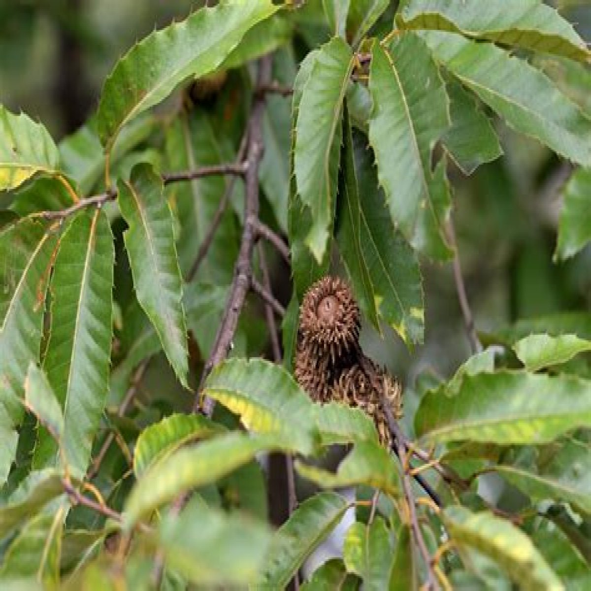 10 Sawtooth Oak Tree Facts