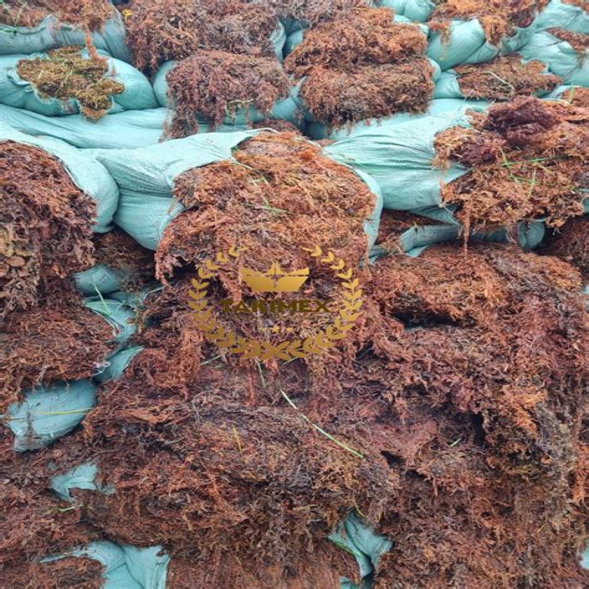 Can Sargassum seaweed be eaten?