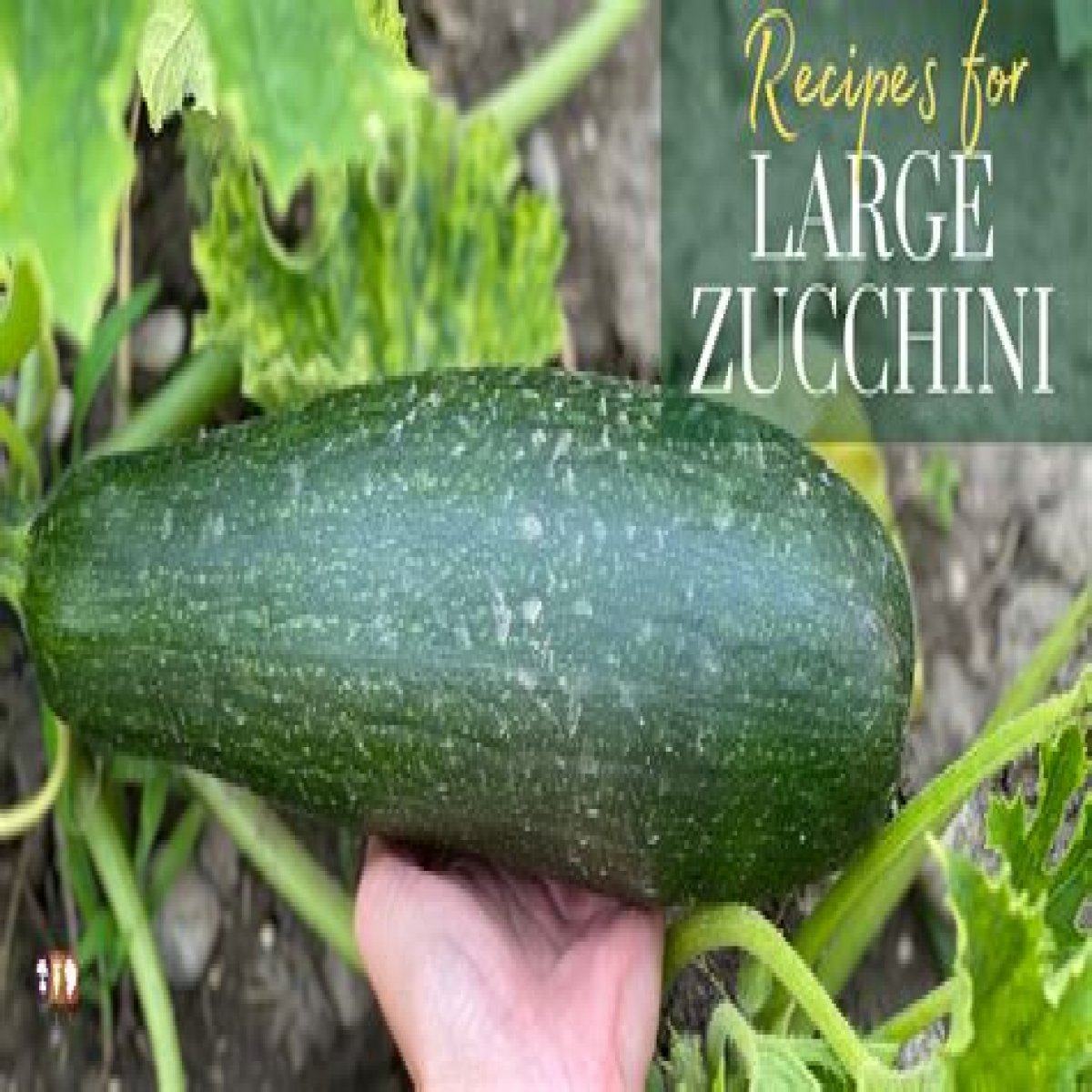 Can you eat large zucchini seeds?