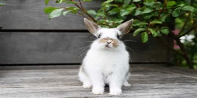 Do rabbits eat caladiums?
