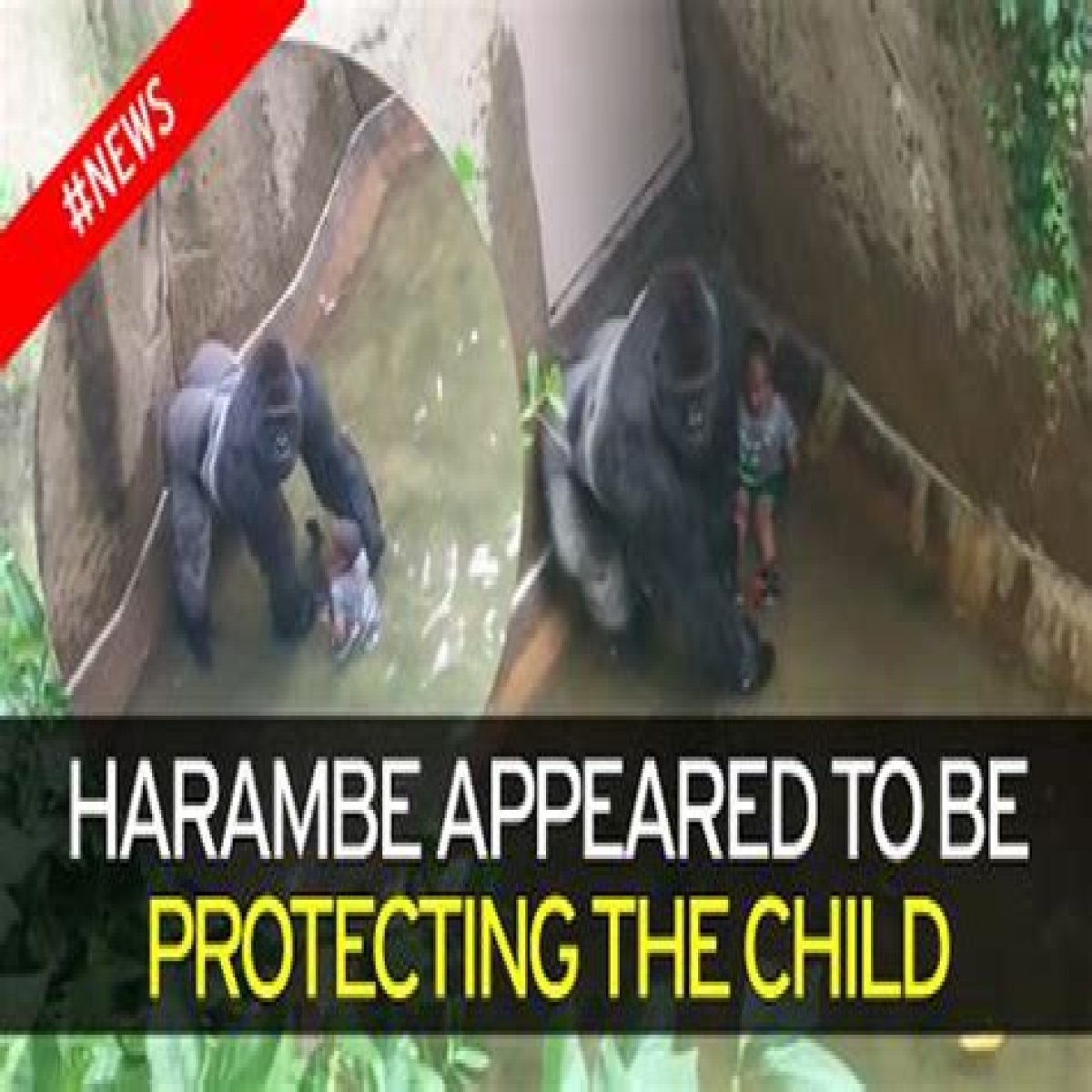First pictures released of the boy who fell into a gorilla enclosure - leading to the death of the silverback, Harambe