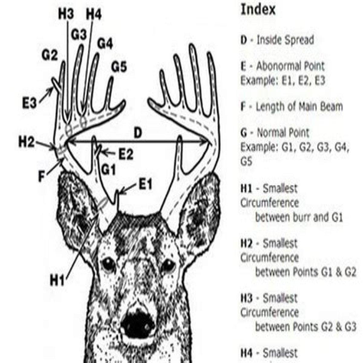 How do you measure deer antlers?