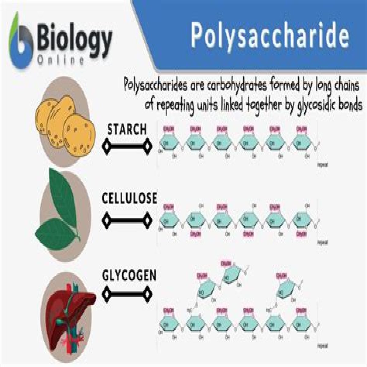 What carbohydrate is a storage polysaccharide in animals?