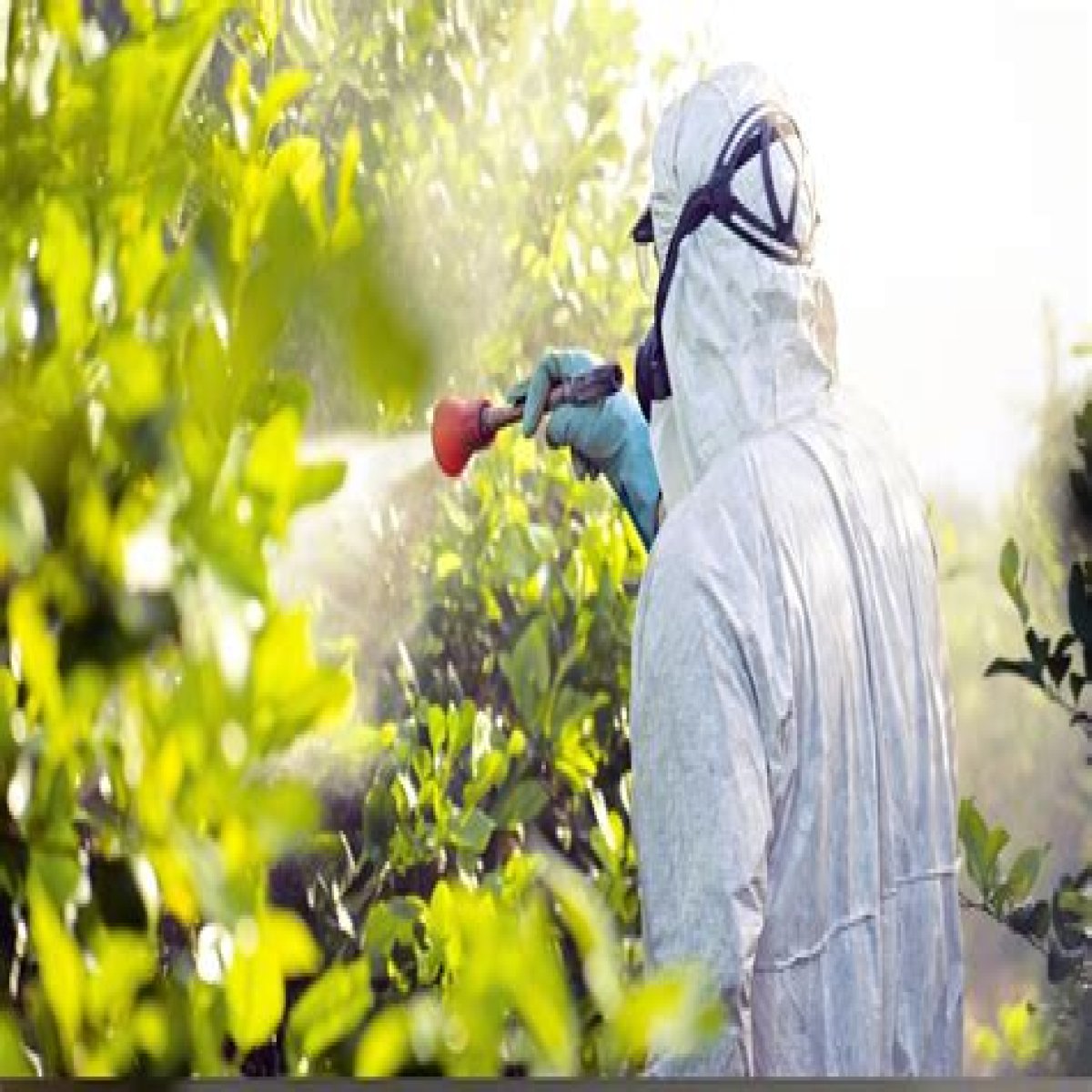 What happens if it rains after spraying Roundup?