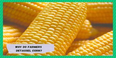 Why do farmers cut the tassels off corn?